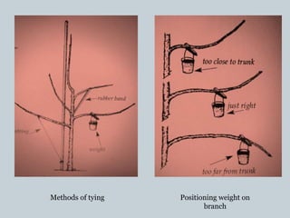 Methods of tying Positioning weight on
branch
 