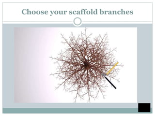Choose your scaffold branches
 