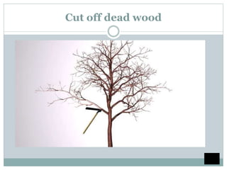Cut off dead wood
 