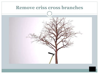 Remove criss cross branches
 