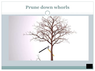 Prune down whorls
 