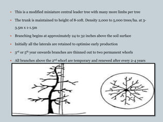  This is a modified miniature central leader tree with many more limbs per tree
 The trunk is maintained to height of 8-10ft. Density 2,000 to 5,000 trees/ha. at 3-
3.5m x 1-1.5m
 Branching begins at approximately 24 to 32 inches above the soil surface
 Initially all the laterals are retained to optimise early production
 3rd or 5th year onwards branches are thinned out to two permanent whorls
 All branches above the 2nd whorl are temporary and renewed after every 2-4 years
 