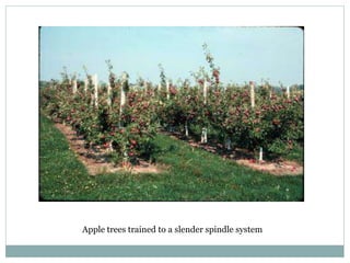 Apple trees trained to a slender spindle system
 