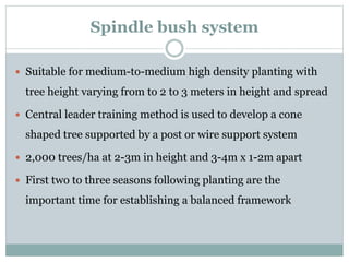 Spindle bush system
 Suitable for medium-to-medium high density planting with
tree height varying from to 2 to 3 meters in height and spread
 Central leader training method is used to develop a cone
shaped tree supported by a post or wire support system
 2,000 trees/ha at 2-3m in height and 3-4m x 1-2m apart
 First two to three seasons following planting are the
important time for establishing a balanced framework
 