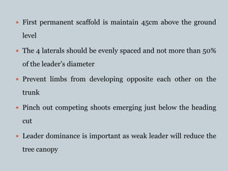  First permanent scaffold is maintain 45cm above the ground
level
 The 4 laterals should be evenly spaced and not more than 50%
of the leader’s diameter
 Prevent limbs from developing opposite each other on the
trunk
 Pinch out competing shoots emerging just below the heading
cut
 Leader dominance is important as weak leader will reduce the
tree canopy
 