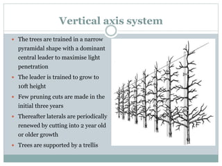 Vertical axis system
 The trees are trained in a narrow
pyramidal shape with a dominant
central leader to maximise light
penetration
 The leader is trained to grow to
10ft height
 Few pruning cuts are made in the
initial three years
 Thereafter laterals are periodically
renewed by cutting into 2 year old
or older growth
 Trees are supported by a trellis
 