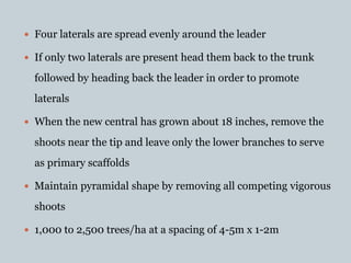  Four laterals are spread evenly around the leader
 If only two laterals are present head them back to the trunk
followed by heading back the leader in order to promote
laterals
 When the new central has grown about 18 inches, remove the
shoots near the tip and leave only the lower branches to serve
as primary scaffolds
 Maintain pyramidal shape by removing all competing vigorous
shoots
 1,000 to 2,500 trees/ha at a spacing of 4-5m x 1-2m
 