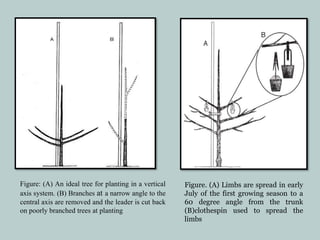 Figure: (A) An ideal tree for planting in a vertical
axis system. (B) Branches at a narrow angle to the
central axis are removed and the leader is cut back
on poorly branched trees at planting
Figure. (A) Limbs are spread in early
July of the first growing season to a
60 degree angle from the trunk
(B)clothespin used to spread the
limbs
 