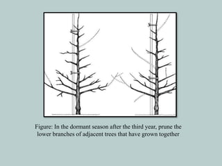 Figure: In the dormant season after the third year, prune the
lower branches of adjacent trees that have grown together
 