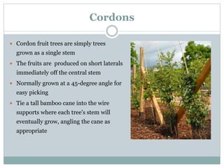 Cordons
 Cordon fruit trees are simply trees
grown as a single stem
 The fruits are produced on short laterals
immediately off the central stem
 Normally grown at a 45-degree angle for
easy picking
 Tie a tall bamboo cane into the wire
supports where each tree's stem will
eventually grow, angling the cane as
appropriate
 