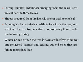  During summer, sideshoots emerging from the main stem
are cut back to three leaves
 Shoots produced from the laterals are cut back to one leaf
 Pruning is often carried out with fruits still on the tree, and
will force the tree to concentrate on producing flower buds
the following spring
 Winter pruning when the tree is dormant involves thinning
out congested laterals and cutting out old ones that are
failing to produce fruit
 
