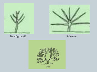 Dwarf pyramid Palmette
 