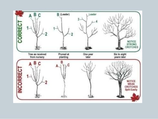 Training And Pruning In Apple