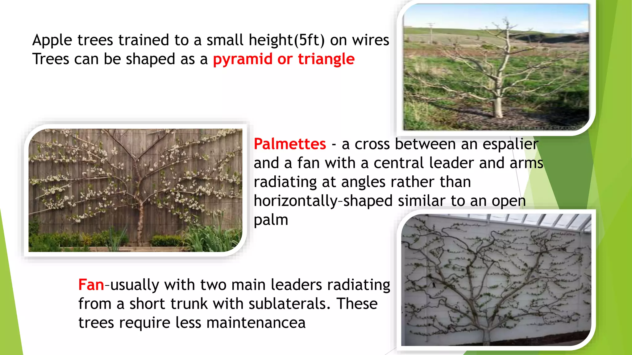 Apple trees trained to a small height(5ft) on wires
Trees can be shaped as a pyramid or triangle
Fan–usually with two main leaders radiating
from a short trunk with sublaterals. These
trees require less maintenancea
Palmettes - a cross between an espalier
and a fan with a central leader and arms
radiating at angles rather than
horizontally–shaped similar to an open
palm
 