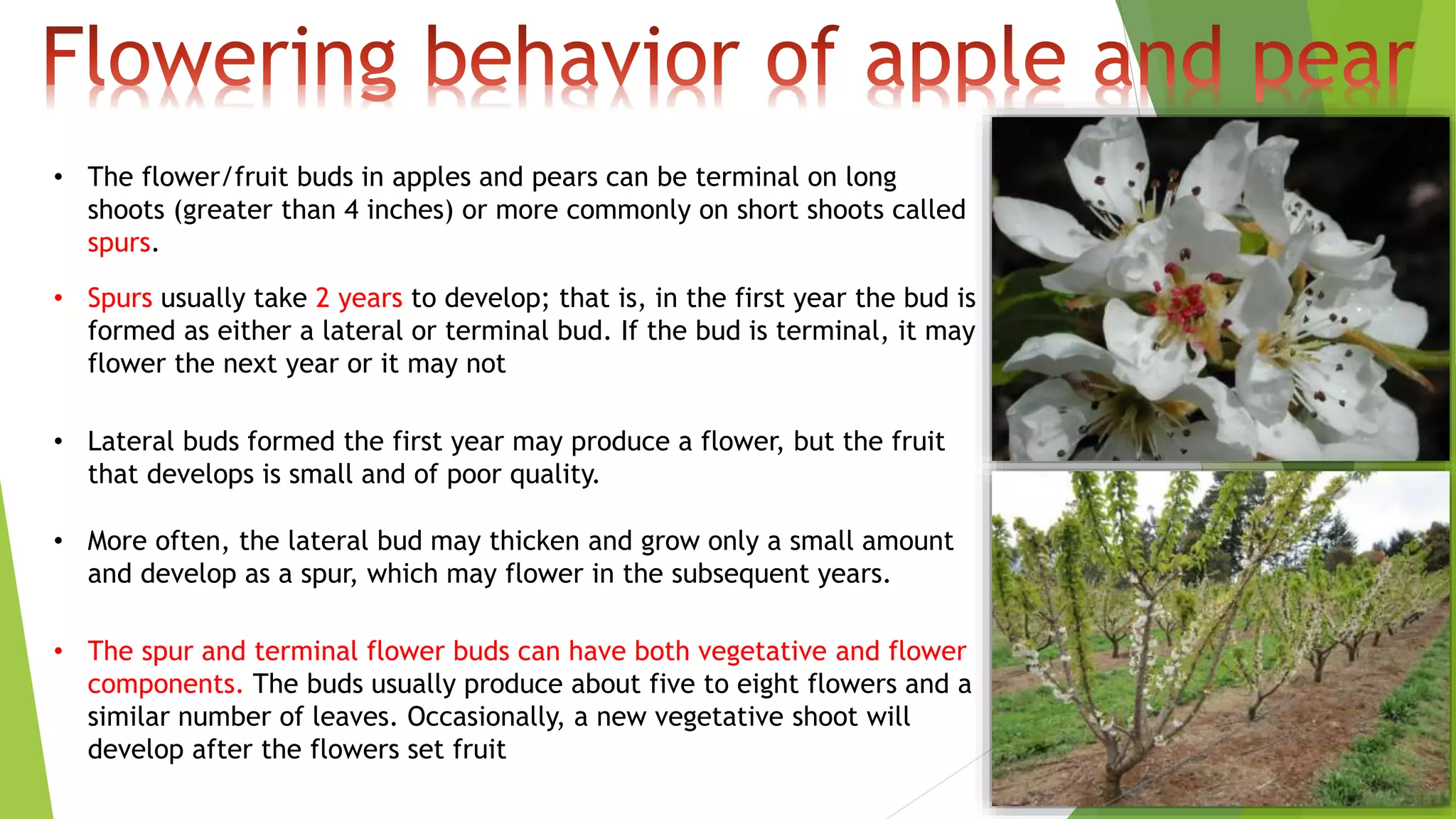 • The flower/fruit buds in apples and pears can be terminal on long
shoots (greater than 4 inches) or more commonly on short shoots called
spurs.
• Spurs usually take 2 years to develop; that is, in the first year the bud is
formed as either a lateral or terminal bud. If the bud is terminal, it may
flower the next year or it may not
• Lateral buds formed the first year may produce a flower, but the fruit
that develops is small and of poor quality.
• More often, the lateral bud may thicken and grow only a small amount
and develop as a spur, which may flower in the subsequent years.
• The spur and terminal flower buds can have both vegetative and flower
components. The buds usually produce about five to eight flowers and a
similar number of leaves. Occasionally, a new vegetative shoot will
develop after the flowers set fruit
 