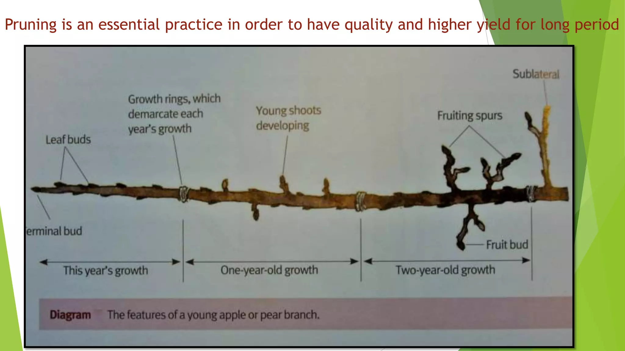 Pruning is an essential practice in order to have quality and higher yield for long period
 
