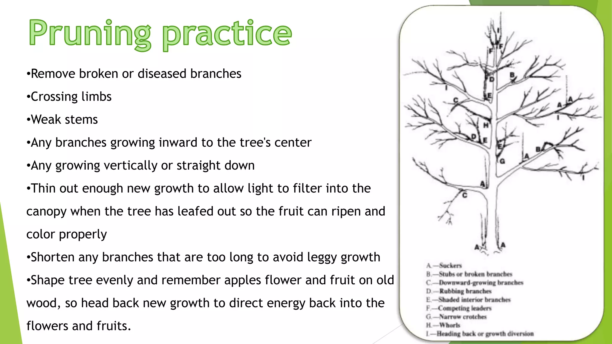 •Remove broken or diseased branches
•Crossing limbs
•Weak stems
•Any branches growing inward to the tree's center
•Any growing vertically or straight down
•Thin out enough new growth to allow light to filter into the
canopy when the tree has leafed out so the fruit can ripen and
color properly
•Shorten any branches that are too long to avoid leggy growth
•Shape tree evenly and remember apples flower and fruit on old
wood, so head back new growth to direct energy back into the
flowers and fruits.
 