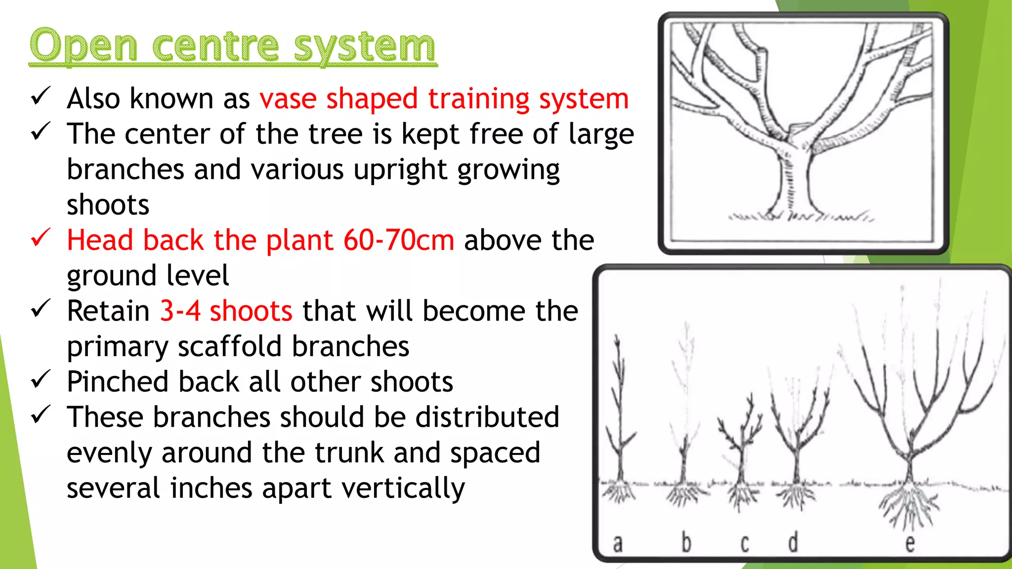  Also known as vase shaped training system
 The center of the tree is kept free of large
branches and various upright growing
shoots
 Head back the plant 60-70cm above the
ground level
 Retain 3-4 shoots that will become the
primary scaffold branches
 Pinched back all other shoots
 These branches should be distributed
evenly around the trunk and spaced
several inches apart vertically
 