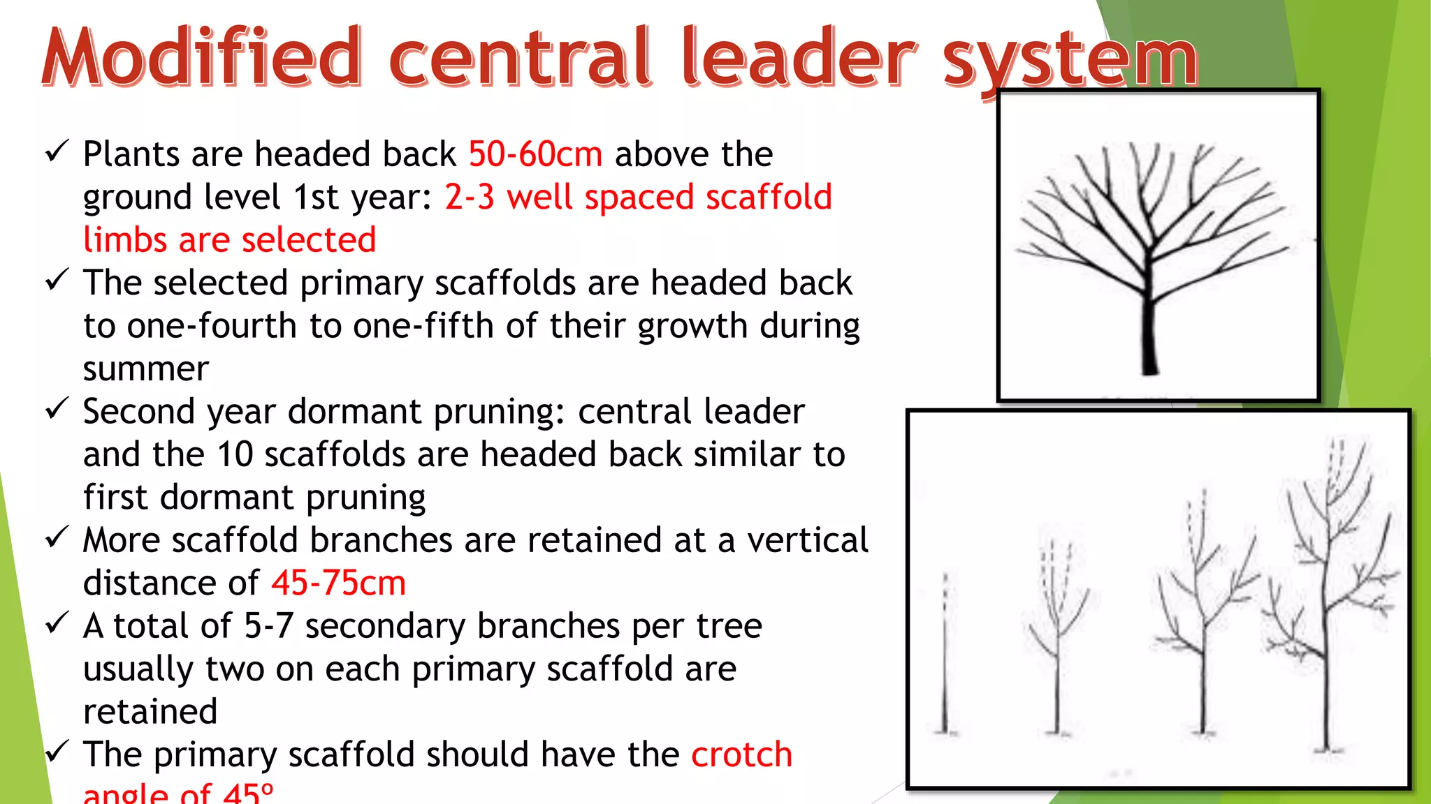  Plants are headed back 50-60cm above the
ground level 1st year: 2-3 well spaced scaffold
limbs are selected
 The selected primary scaffolds are headed back
to one-fourth to one-fifth of their growth during
summer
 Second year dormant pruning: central leader
and the 10 scaffolds are headed back similar to
first dormant pruning
 More scaffold branches are retained at a vertical
distance of 45-75cm
 A total of 5-7 secondary branches per tree
usually two on each primary scaffold are
retained
 The primary scaffold should have the crotch
 
