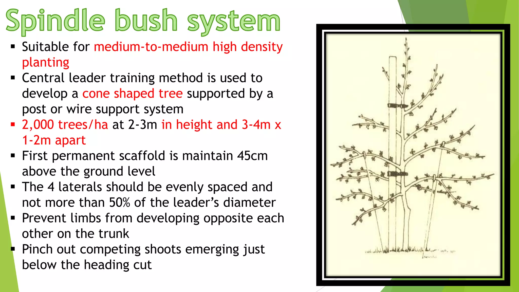  Suitable for medium-to-medium high density
planting
 Central leader training method is used to
develop a cone shaped tree supported by a
post or wire support system
 2,000 trees/ha at 2-3m in height and 3-4m x
1-2m apart
 First permanent scaffold is maintain 45cm
above the ground level
 The 4 laterals should be evenly spaced and
not more than 50% of the leader’s diameter
 Prevent limbs from developing opposite each
other on the trunk
 Pinch out competing shoots emerging just
below the heading cut
 