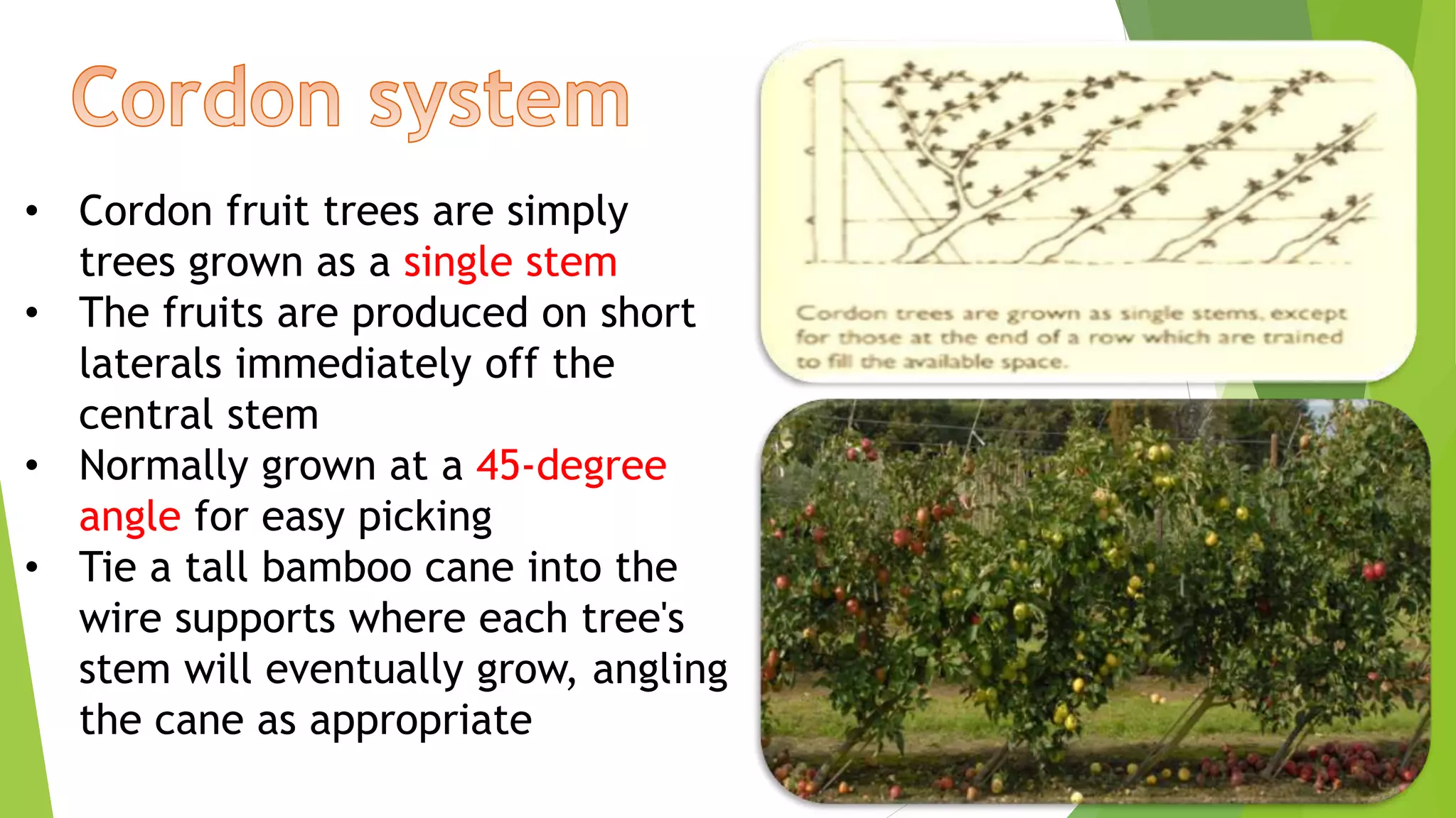 • Cordon fruit trees are simply
trees grown as a single stem
• The fruits are produced on short
laterals immediately off the
central stem
• Normally grown at a 45-degree
angle for easy picking
• Tie a tall bamboo cane into the
wire supports where each tree's
stem will eventually grow, angling
the cane as appropriate
 