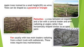 Apple trees trained to a small height(5ft) on wires
Trees can be shaped as a pyramid or triangle
Fan–usually with two main leaders radiating
from a short trunk with sublaterals. These
trees require less maintenancea
Palmettes - a cross between an espalier
and a fan with a central leader and arms
radiating at angles rather than
horizontally–shaped similar to an open
palm
 