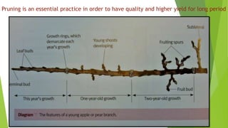 Pruning is an essential practice in order to have quality and higher yield for long period
 