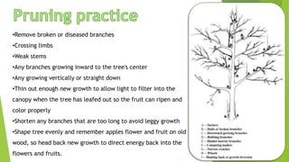 •Remove broken or diseased branches
•Crossing limbs
•Weak stems
•Any branches growing inward to the tree's center
•Any growing vertically or straight down
•Thin out enough new growth to allow light to filter into the
canopy when the tree has leafed out so the fruit can ripen and
color properly
•Shorten any branches that are too long to avoid leggy growth
•Shape tree evenly and remember apples flower and fruit on old
wood, so head back new growth to direct energy back into the
flowers and fruits.
 
