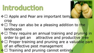  Apple and Pear are important temperate fruit
crop
 They can also be a pleasing addition to the
landscape
 They require an annual training and pruning in
order to get an attractive and productive tree
 Proper training and pruning are a valuable part
of an effective pest management
 Training and pruning cannot entirely
 