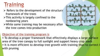  Refers to the development of the structural
framework of the trees
This activity is largely confined to the
nonbearing years
While some training may be necessary after
the tree comes into production
Objective of the training program is
To develop a proper framework that effectively displays a large surface
area of the tree canopy to full sunlight and support heavy crop loads
It is more efficient to develop tree growth with training than to correct i
with pruning
 