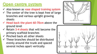  Also known as vase shaped training system
 The center of the tree is kept free of large
branches and various upright growing
shoots
 Head back the plant 60-70cm above the
ground level
 Retain 3-4 shoots that will become the
primary scaffold branches
 Pinched back all other shoots
 These branches should be distributed
evenly around the trunk and spaced
several inches apart vertically
 