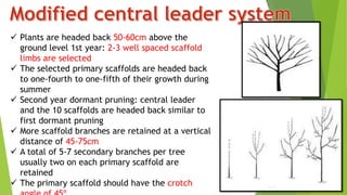  Plants are headed back 50-60cm above the
ground level 1st year: 2-3 well spaced scaffold
limbs are selected
 The selected primary scaffolds are headed back
to one-fourth to one-fifth of their growth during
summer
 Second year dormant pruning: central leader
and the 10 scaffolds are headed back similar to
first dormant pruning
 More scaffold branches are retained at a vertical
distance of 45-75cm
 A total of 5-7 secondary branches per tree
usually two on each primary scaffold are
retained
 The primary scaffold should have the crotch
 
