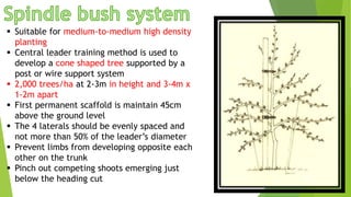  Suitable for medium-to-medium high density
planting
 Central leader training method is used to
develop a cone shaped tree supported by a
post or wire support system
 2,000 trees/ha at 2-3m in height and 3-4m x
1-2m apart
 First permanent scaffold is maintain 45cm
above the ground level
 The 4 laterals should be evenly spaced and
not more than 50% of the leader’s diameter
 Prevent limbs from developing opposite each
other on the trunk
 Pinch out competing shoots emerging just
below the heading cut
 