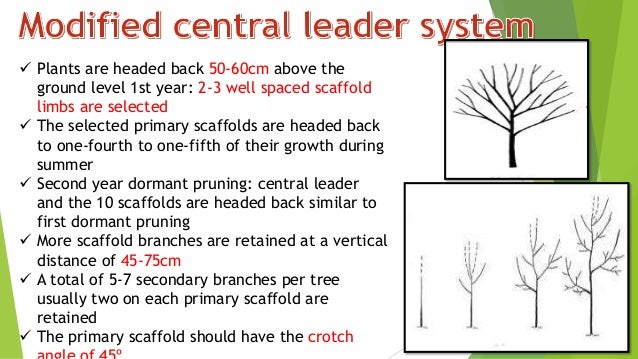 download pruning pear trees download pruning pear trees