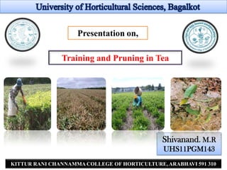 Presentation on,

               Training and Pruning in Tea




                                              Shivanand. M.R
                                              UHS11PGM143
                                                             1
KITTUR RANI CHANNAMMA COLLEGE OF HORTICULTURE, ARABHAVI 591 310
 