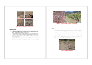 Comprehensive Training and Pruning Techniques for Temperate Fruit Trees ...