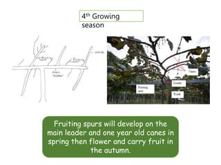 Training and pruning of Kiwi.pptx