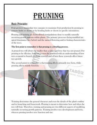 Pruning
Basic Principles
Fruit growers manipulate tree canopies to maximize fruit production by pruning to
remove limbs or shoots or by bending limbs or shoots in specific orientations.
Pruning and training are horticultural manipulations done to modify naturally
occurring growth patterns within plants. The primary processes being modified are
apical dominance (see below) and the natural flowering and/or fruiting characteristics
of the trees.
The first point to remember is that pruning is a dwarfing process.
A pruned tree will always be smaller than a same-aged tree that was not pruned. For
pruning to be effective, however, it must be practiced with an understanding of how
trees respond to branch or shoot removal and of how those removals affect future
tree growth.
The second point to remember is that training affects primarily tree form, while
pruning affects mainly function.
Training determines the general character and even the details of the plant's outline
and its branching and framework. Pruning is meant to determine how and when the
tree will fruit. Therefore, training and pruning are two different aspects of modifying
naturally occurring growth patterns. Training involves tree development and form,
whereas pruning involves tree function and size.
 