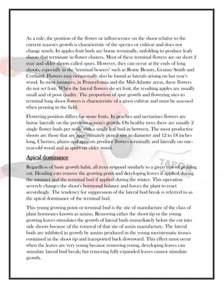 As a rule, the position of the flower or inflorescence on the shoot relative to the
current season's growth is characteristic of the species or cultivar and does not
change much. In apples fruit buds are borne terminally, unfolding to produce leafy
shoots that terminate in flower clusters. Most of these terminal flowers are on short 2
year and older shoots called spurs. However, they can occur at the ends of long
shoots, especially in the "terminal bearers" such as Rome Beauty, Granny Smith and
Cortland. Flowers may occasionally also be found as laterals arising on last year's
wood. In most instances, in Pennsylvania and the Mid-Atlantic areas, these flowers
do not set fruit. When the lateral flowers do set fruit, the resulting apples are usually
small and of poor quality. The proportion of spur growth and flowering sites to
terminal long shoot flowers is characteristic of a given cultivar and must be assessed
when pruning in the field.
Flowering position differs for stone fruits. In peaches and nectarines flowers are
borne laterally on the previous season's growth. On healthy trees there are usually 2
single flower buds per node with a single leaf bud in between. The most productive
shoots are those that are approximately pencil size in diameter and 12 to 18 inches
long. Cherries, plums and apricots produce flowers terminally and laterally on one-
year-old wood and in spurs on older wood.
Apical dominance
Regardless of basic growth habit, all trees respond similarly to a given type of pruning
cut. Heading cuts remove the growing point and developing leaves if applied during
the summer and the terminal bud if applied during the winter. This operation
severely changes the shoot's hormonal balance and forces the plant to react
accordingly. The tendency for suppression of the lateral bud break is referred to as
the apical dominance of the terminal bud.
This young growing point or terminal bud is the site of manufacture of the class of
plant hormones known as auxins. Removing either the shoot tip or the young
growing leaves stimulates the growth of lateral buds immediately below the cut into
side shoots because of the removal of that site of auxin manufacture. The lateral
buds are inhibited in growth by auxins produced in the young meristematic tissues
contained in the shoot tip and transported back downward. This effect must occur
when the leaves are very young because removing young, developing leaves can
stimulate lateral bud break; but removing fully expanded leaves cannot stimulate
growth.
 