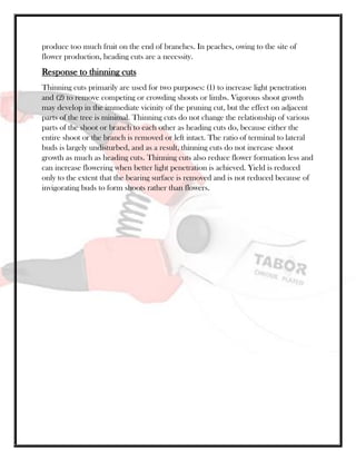 produce too much fruit on the end of branches. In peaches, owing to the site of
flower production, heading cuts are a necessity.
Response to thinning cuts
Thinning cuts primarily are used for two purposes: (1) to increase light penetration
and (2) to remove competing or crowding shoots or limbs. Vigorous shoot growth
may develop in the immediate vicinity of the pruning cut, but the effect on adjacent
parts of the tree is minimal. Thinning cuts do not change the relationship of various
parts of the shoot or branch to each other as heading cuts do, because either the
entire shoot or the branch is removed or left intact. The ratio of terminal to lateral
buds is largely undisturbed, and as a result, thinning cuts do not increase shoot
growth as much as heading cuts. Thinning cuts also reduce flower formation less and
can increase flowering when better light penetration is achieved. Yield is reduced
only to the extent that the bearing surface is removed and is not reduced because of
invigorating buds to form shoots rather than flowers.
 