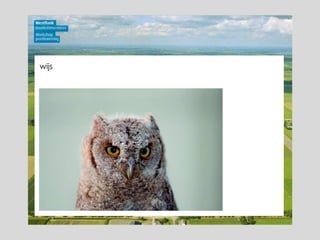wijs 