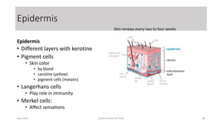 Epidermis
Epidermis Profile
• Different layers with kerotine
• Pigment cells
• Skin color
• by blood
• carotine (yellow)
• pigment cells (melalin)
• Langerhans cells
• Play role in immunity
• Merkel cells:
• Affect sensations
Skin renews every two to four weeks
May 2014 Robert Klerkx for PUM 66
 