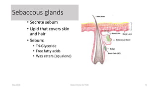 • Secrete sebum
• Lipid that covers skin
and hair
• Sebum:
• Tri-Glyceride
• Free fatty acids
• Wax esters (squalene)
May 2014 Robert Klerkx for PUM 73
Sebaccous glands
 