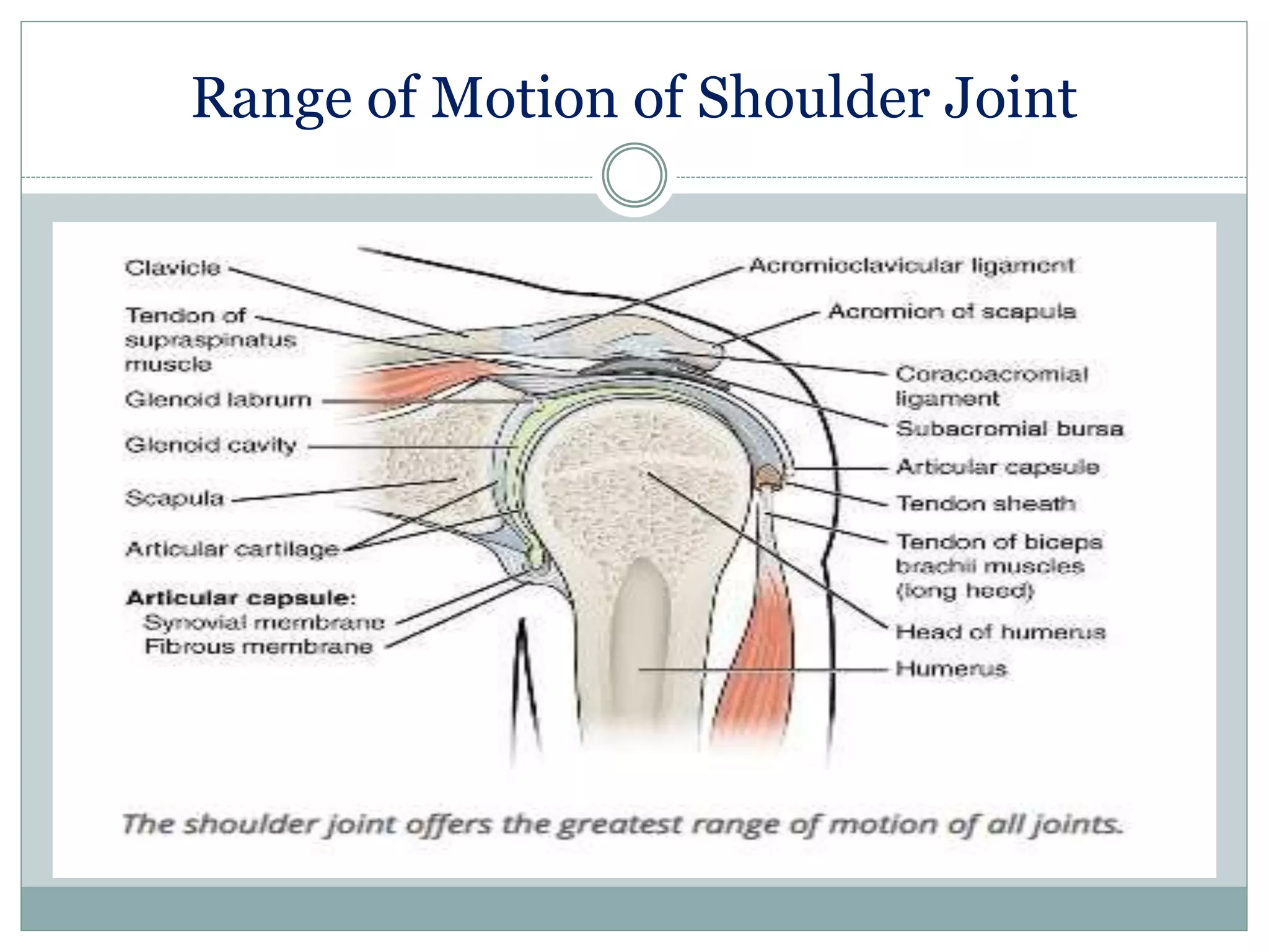 Range of Motion of Shoulder Joint
 