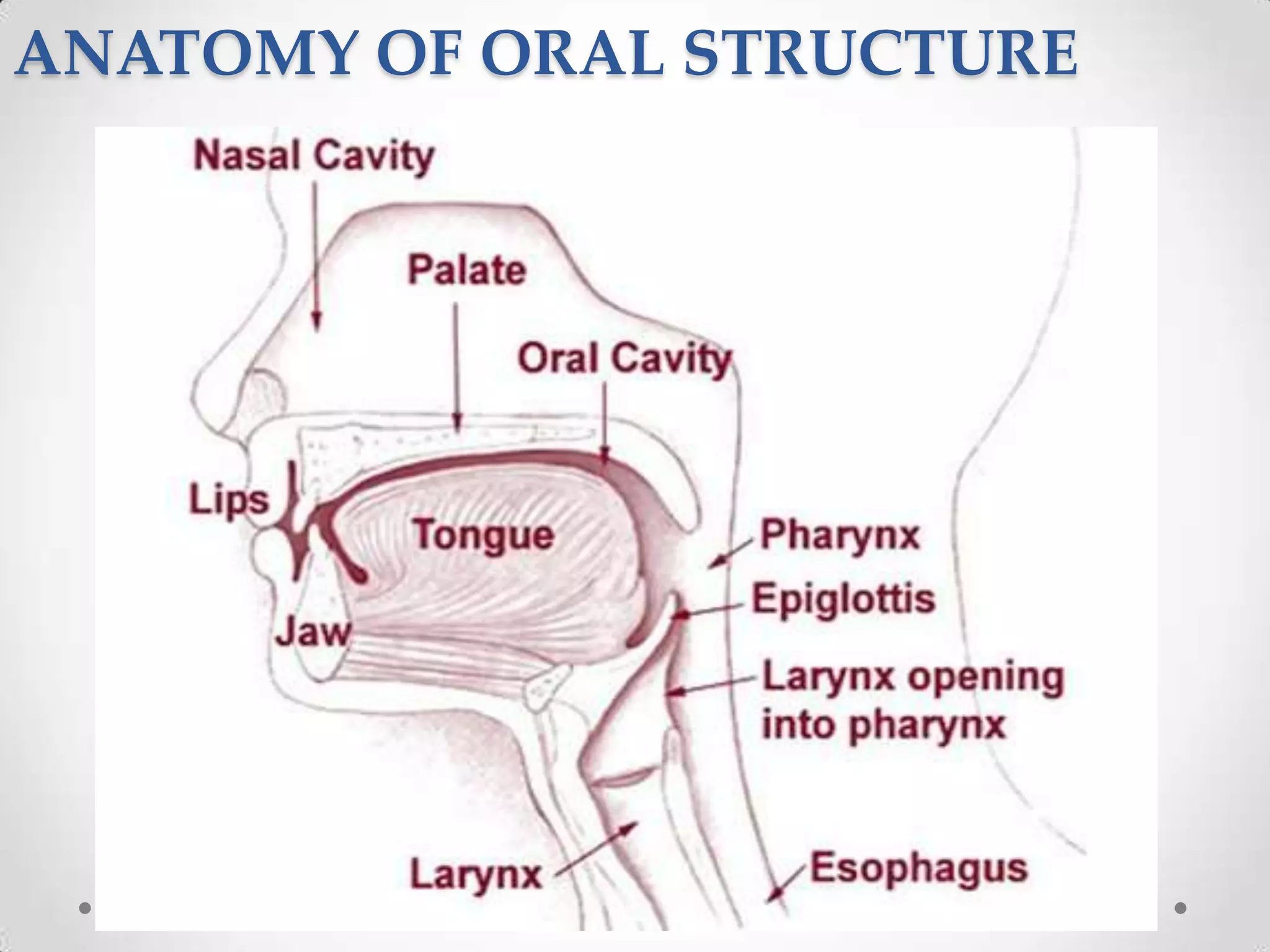 ANATOMY OF ORAL STRUCTURE
 