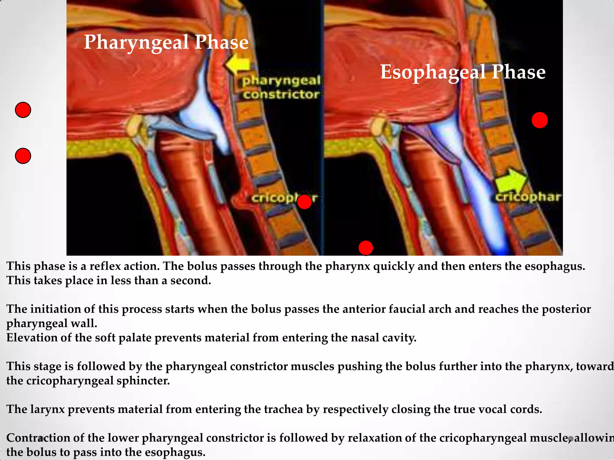 Pharyngeal Phase
                                                                      Esophageal Phase




This phase is a reflex action. The bolus passes through the pharynx quickly and then enters the esophagus.
This takes place in less than a second.

The initiation of this process starts when the bolus passes the anterior faucial arch and reaches the posterior
pharyngeal wall.
Elevation of the soft palate prevents material from entering the nasal cavity.

This stage is followed by the pharyngeal constrictor muscles pushing the bolus further into the pharynx, toward
the cricopharyngeal sphincter.

The larynx prevents material from entering the trachea by respectively closing the true vocal cords.

Contraction of the lower pharyngeal constrictor is followed by relaxation of the cricopharyngeal muscle, allowin
the bolus to pass into the esophagus.
 