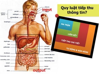 input   Quy luật tiếp thu
              thông tin?




output
 