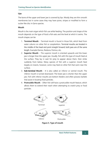 Training manual on species identification 2017 vivekanand bharti_basic ...