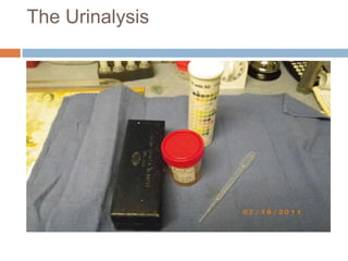 Training module III - Urinalysis