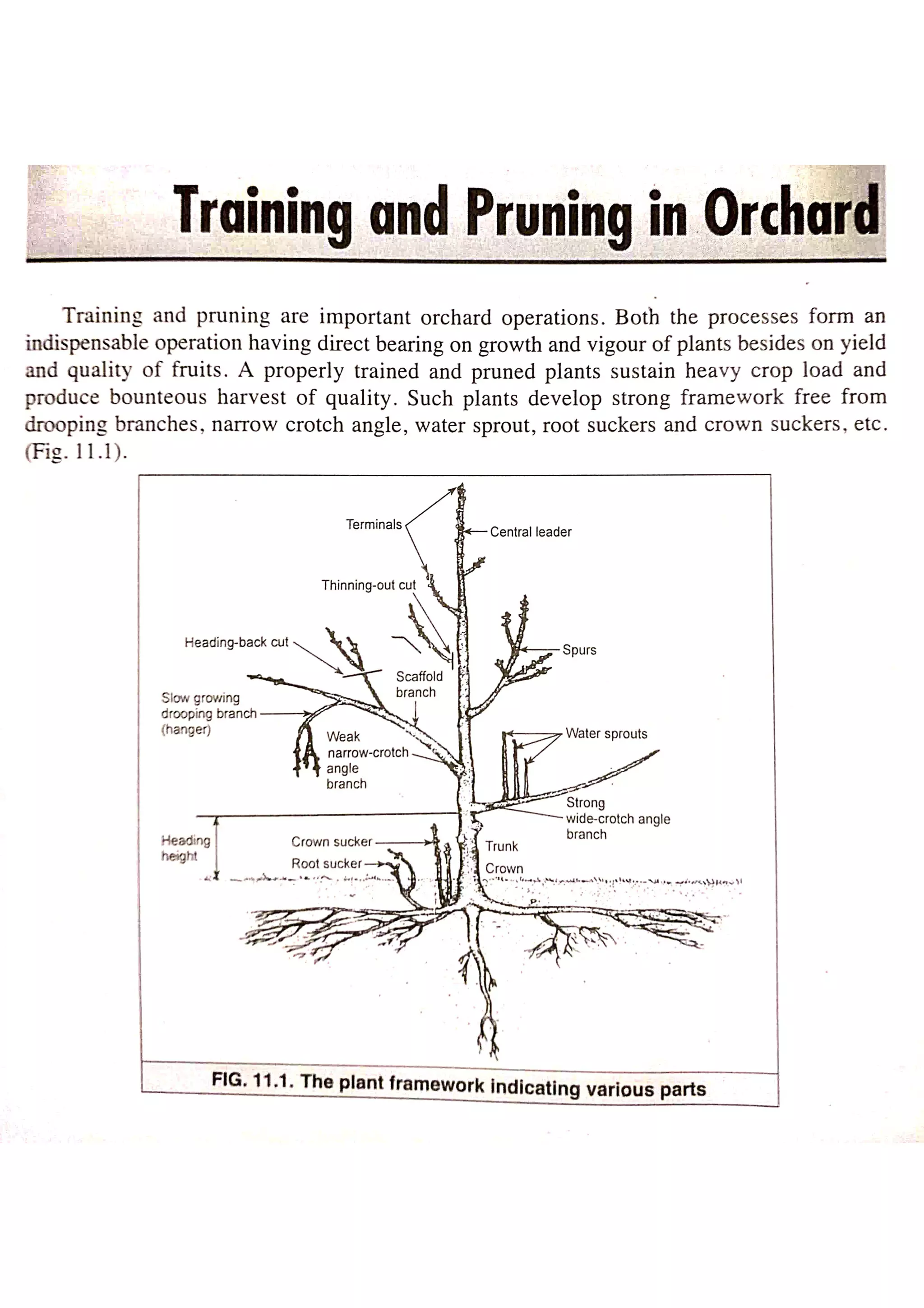 Training and pruning | PDF